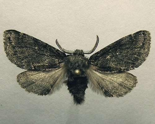 Gluphisia crenata (Esper, 1785) ТЕМНО-СЕРЫЙ ВОЛНИСТЫЙ ШЕЛКОПРЯД 