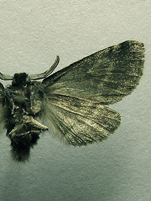 Gluphisia crenata (Esper, 1785) ТЕМНО-СЕРЫЙ ВОЛНИСТЫЙ ШЕЛКОПРЯД 