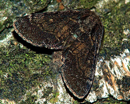 Gluphisia crenata (Esper, 1785) ТЕМНО-СЕРЫЙ ВОЛНИСТЫЙ ШЕЛКОПРЯД 