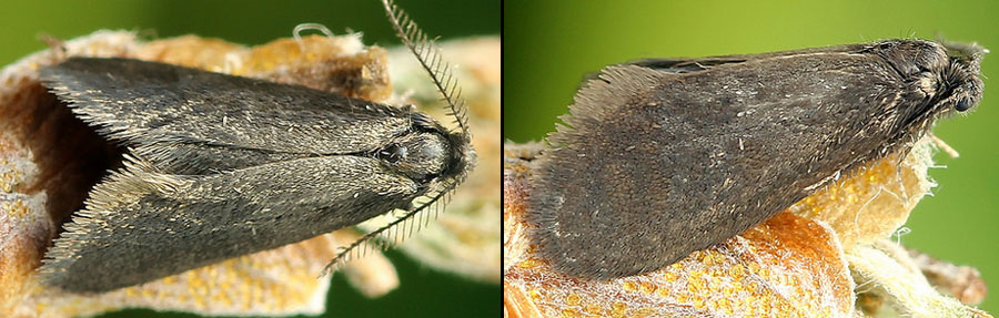 Proutia betulina (Zeller, 1839)