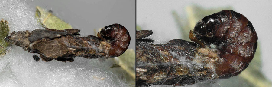Proutia betulina (Zeller, 1839)
