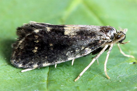 Narycia duplicella (Goeze, 1783)