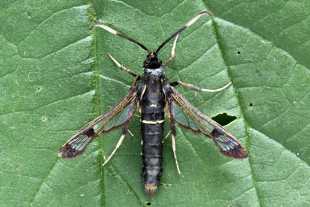 Synanthedon spheciformis (Denis & Schiffermuller, 1775) 