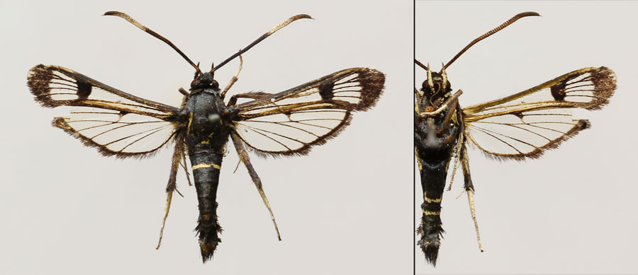 Synanthedon spheciformis (Denis & Schiffermuller, 1775) 