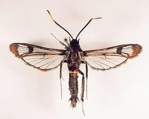 Synanthedon spheciformis (Denis & Schiffermuller, 1775) 