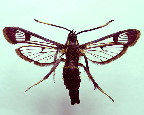 Synanthedon spheciformis (Denis & Schiffermuller, 1775) 