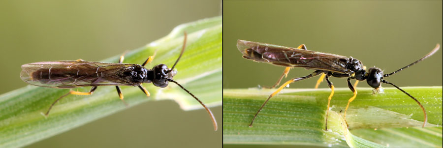Cephus brachycercus C. G. Thomson, 1871  