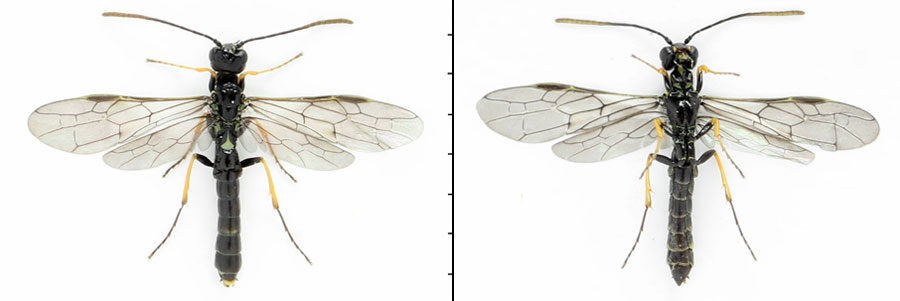 Cephus brachycercus C. G. Thomson, 1871  