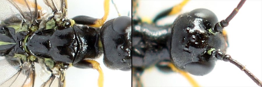 Cephus brachycercus C. G. Thomson, 1871  