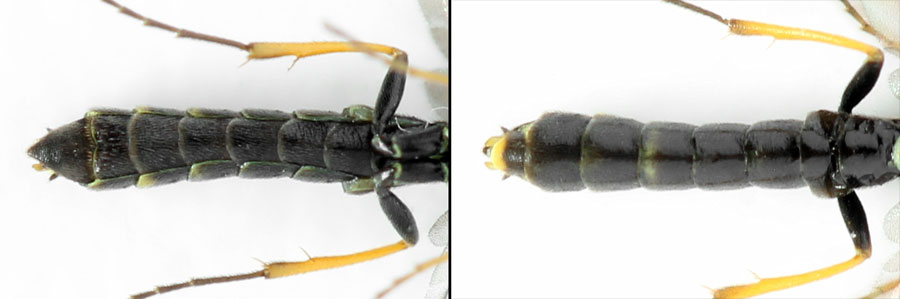 Cephus brachycercus C. G. Thomson, 1871  