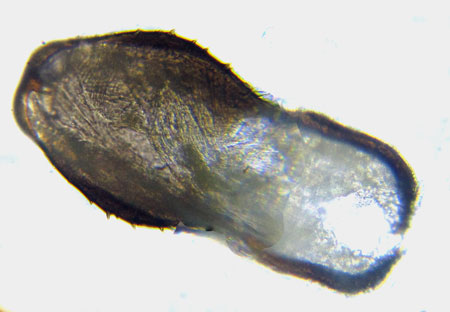 Cephus brachycercus C. G. Thomson, 1871  