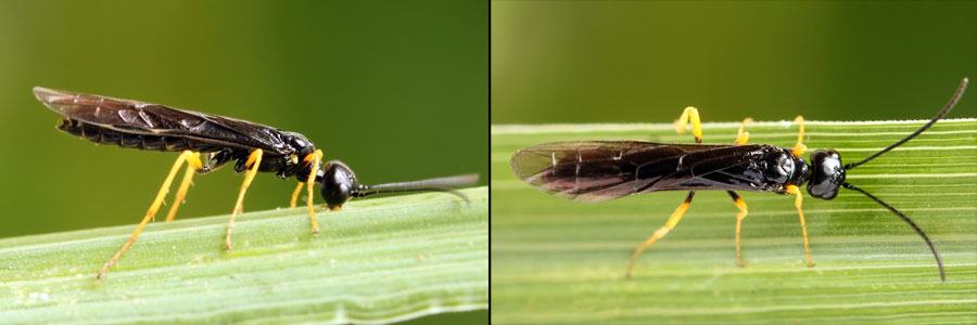 Cephus fumipennis Eversmann, 1847  
