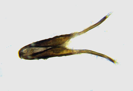 Cephus fumipennis Eversmann, 1847  