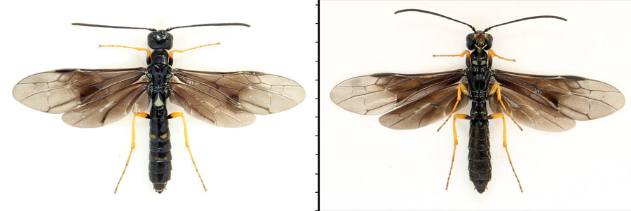 Cephus fumipennis Eversmann, 1847  