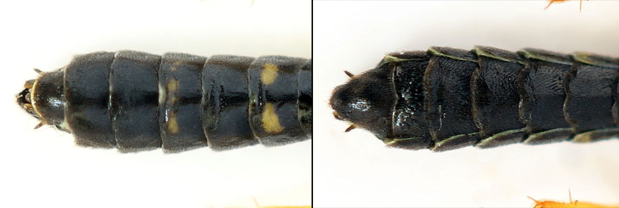 Cephus fumipennis Eversmann, 1847  