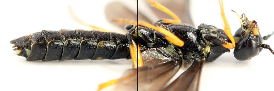 Cephus fumipennis Eversmann, 1847  