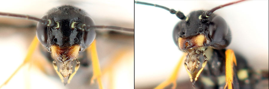 Cephus fumipennis Eversmann, 1847  