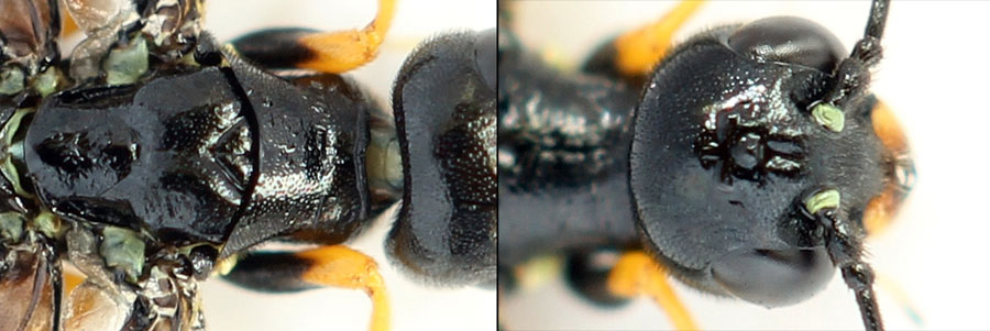 Cephus fumipennis Eversmann, 1847  