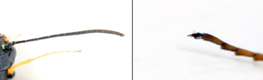 Cephus fumipennis Eversmann, 1847  