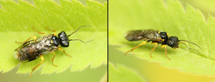 Pamphilius hortorum (Klug, 1808) 