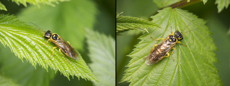 Pamphilius pallipes (Zetterstedt 1838)