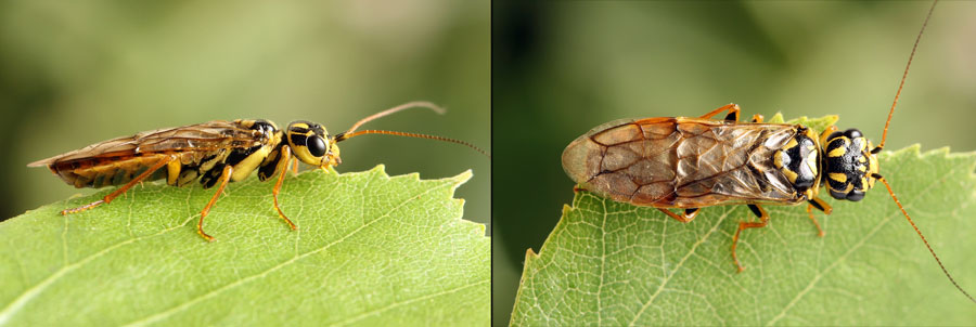Acantholyda (Itycorsia) posticalis pinivora Enslin, 1918 