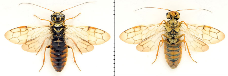 Acantholyda (Itycorsia) posticalis pinivora Enslin, 1918 