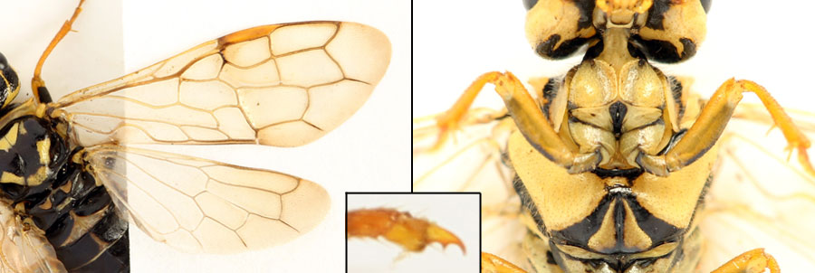 Acantholyda (Itycorsia) posticalis pinivora Enslin, 1918 