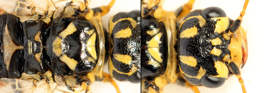 Acantholyda (Itycorsia) posticalis pinivora Enslin, 1918 