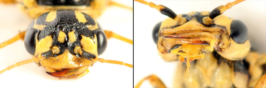 Acantholyda (Itycorsia) posticalis pinivora Enslin, 1918 