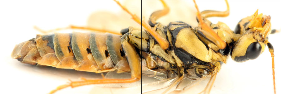 Acantholyda (Itycorsia) posticalis pinivora Enslin, 1918 