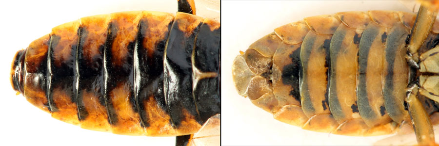 Acantholyda (Itycorsia) posticalis pinivora Enslin, 1918 