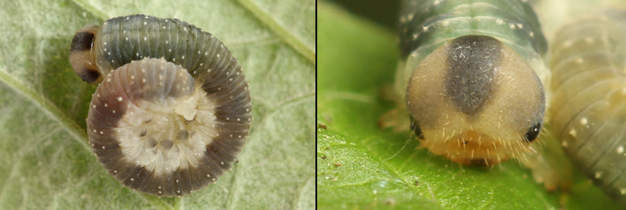 Emphytus basalis (Klug, 1818) 
