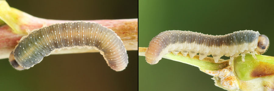 Emphytus basalis (Klug, 1818) 