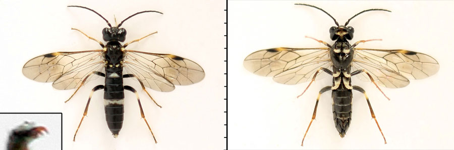 Emphytus basalis (Klug, 1818) 