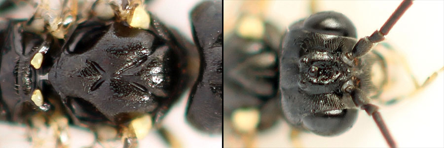 Emphytus basalis (Klug, 1818) 