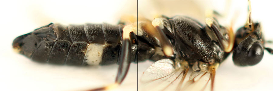 Emphytus basalis (Klug, 1818) 
