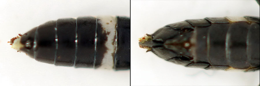 Emphytus basalis (Klug, 1818) 