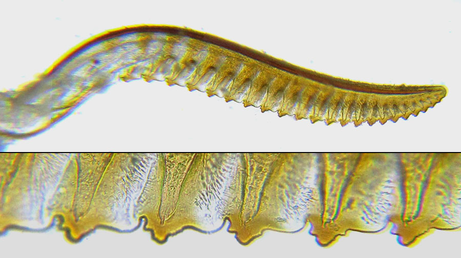 Emphytus basalis (Klug, 1818) 