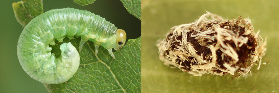 Hemichroa australis (Lepeletier, 1823)