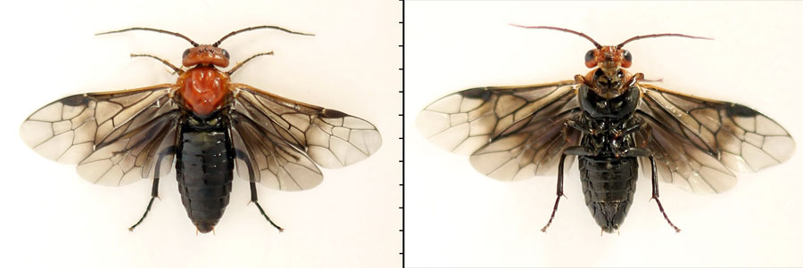 Hemichroa australis (Lepeletier, 1823)