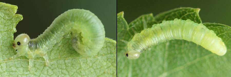 Hemichroa australis (Lepeletier, 1823)