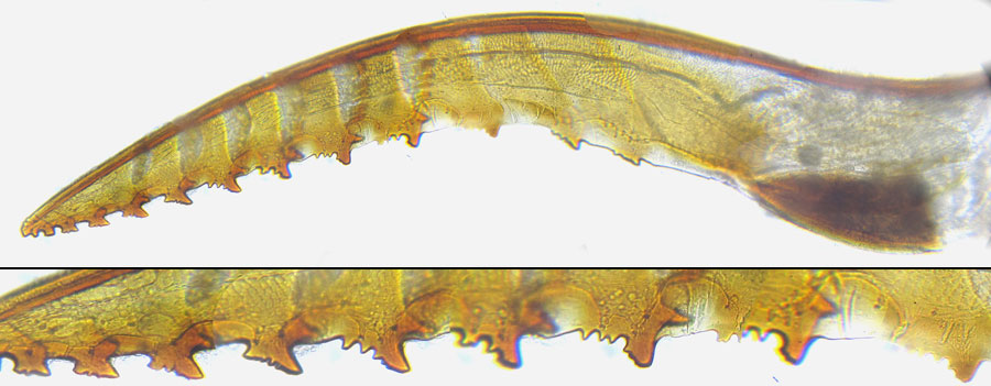 Hemichroa australis (Lepeletier, 1823)