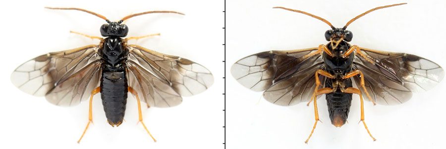 Hemichroa australis (Lepeletier, 1823)