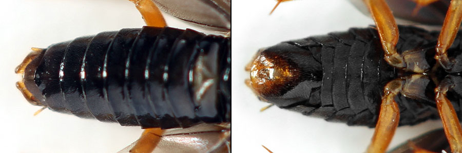 Hemichroa australis (Lepeletier, 1823)