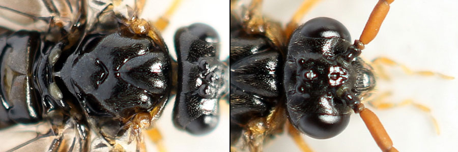 Hemichroa australis (Lepeletier, 1823)