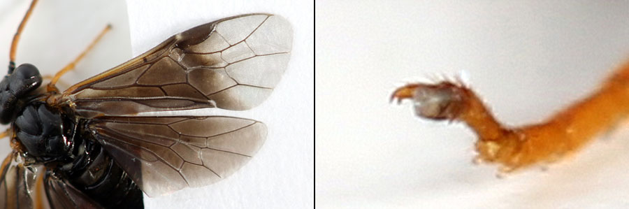 Hemichroa australis (Lepeletier, 1823)