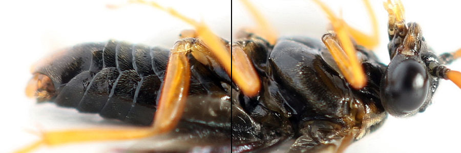 Hemichroa australis (Lepeletier, 1823)
