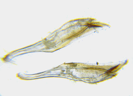 Hemichroa australis (Lepeletier, 1823)