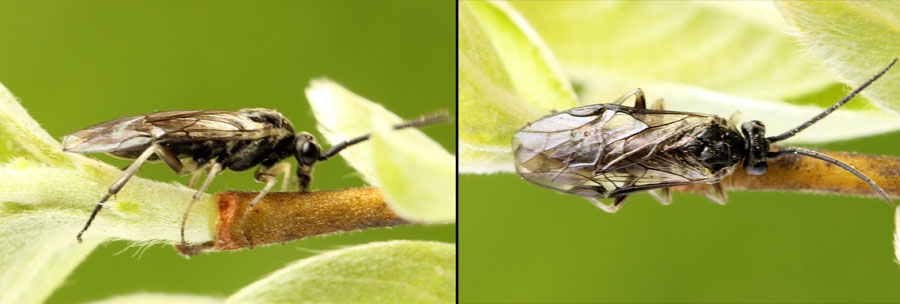Euura (Amauronematus) humeralis (Serville, 1823)